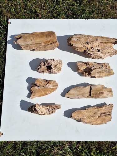 Fossile mineraliensammlung - fossile,