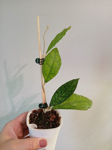 Hoya finlaysonii cutting - hoya,