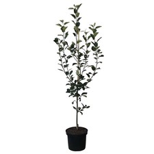 Apfelbaum Topaz (R)