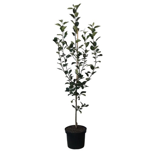 Apfelbaum topaz - topaz, (r)