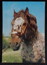 Pferdepostkarte, AK Pferde, Pferdepostkarten CZ Noriker