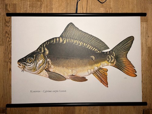 Karpfen fisch fische - fisch,