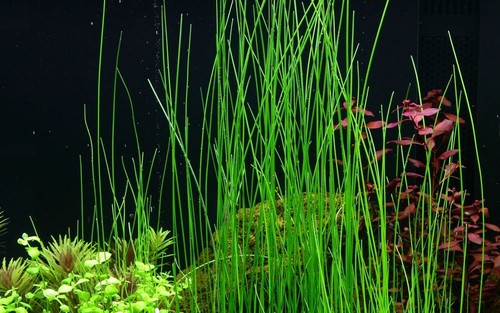 Aquariumpflanze eleocharis - aquariumpflanze,