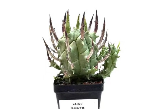 Sale rare plant cacti - rare,
