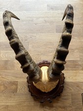 Sehr schönes,prachtvolles