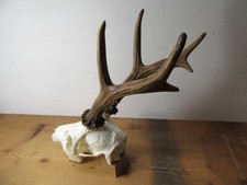 Kapitales Rehgeweih 478 g