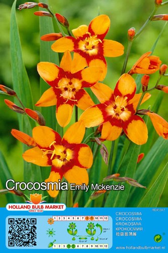 Crocosmia - (◕‿◕)\@,