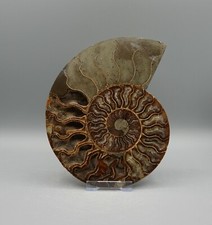 Ammonit fossilie schnecke - ammonit,