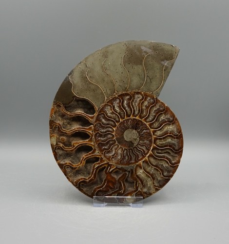 Ammonit fossilie schnecke - fossilie,