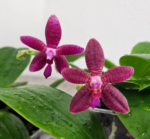 Duft orchidee phalaenopsis - duft,