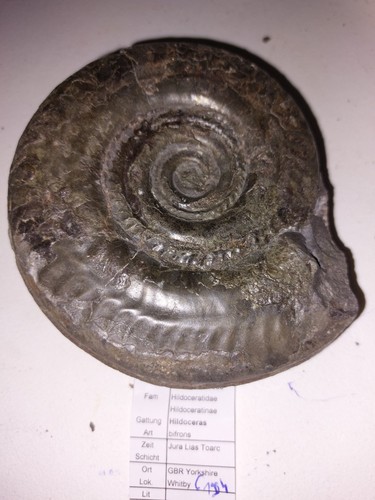 Ammonit hildoceras - ,