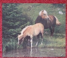 1 Pferdebild, Poster, Pferdefoto, Pferde, Haflinger 