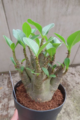 Adenium obesum wüstenrose - adenium,