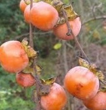 Kakipflaume Kakibaum 10 Samen