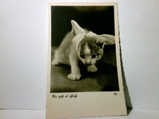 Katzen alte ansichtskarte - katzen.,