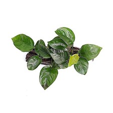 Anubia nana aquarienpflanze - anubia,