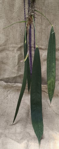 Anthurium wendlingeri große - wendlingeri,