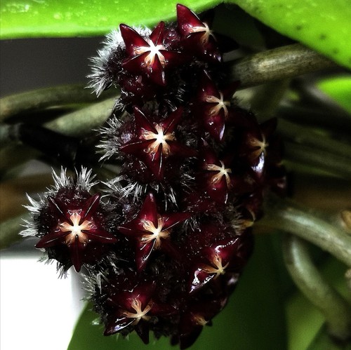 Wachsblume hoya mindorensis - wachsblume,