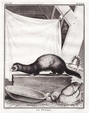 Frettchen Iltis polecat Putois