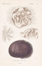 Echinus esculentus Seeigel sea