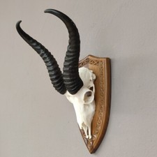 Springbock Antilope Trophäe Schädeltrophäe auf Trophäenschild HL 34,5 cm Deko