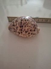 Alt Vintage Selten Tiger Kauri Shell , Cypraea Tigris Natürlich Muschel/Shankh