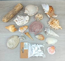 17- tlg. Muschelset Muschel