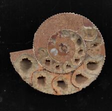 Ammonit versteinerte Schnecke c.100mmzu 80 mmm