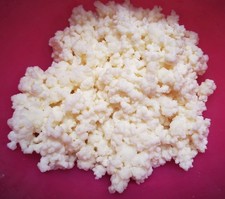 10g kräftige, sehr aktive Milchkefir-Knollen / Kefir / Kefirpilze aus Biomilch