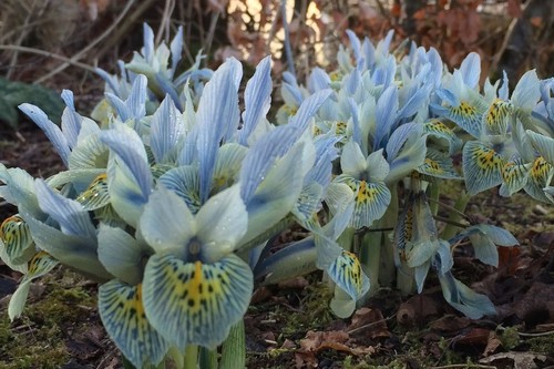 Zwergschwertlilie iris - zwergschwertlilie,