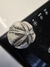  Seeigel Galerites Steinkern