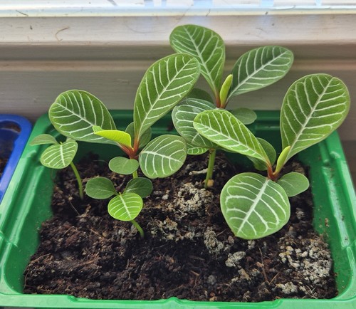 Jungpflanze der spuckpalme - ,