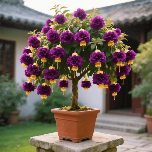 Wüstenrosen winterhart - wüstenrosen,