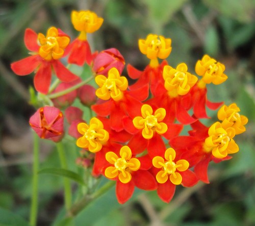 Samen gelbe sumpfseidenblume - samen,