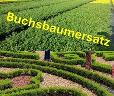 Ilex crenata Glorie Gem Japanische Hülse Buchsbaum Ersatz Heckenpflanze