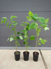 Morus alba - Weißer Maulbeerbaum -Winterharte Pflanze 40-60cm - lecker Früchte