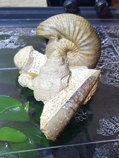 Fossilien, Sammlung, Stufe, Frankreich, Evrecy,Museumsqualität, Ammoniten