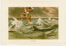 Haie Blauhai Meer Schiffswrack