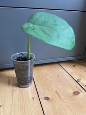 Syngonium Chiapense (Philodendron/Monstera)