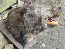 Wildschweinkopf Trophäe Wildschwein Kopf Präparat Wildschweinhaupt Keiler Eber