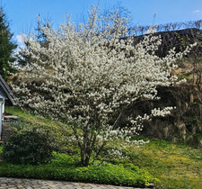 Amelanchier lamarckii /