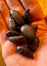 10 Pawpaw Samen stratifiziert