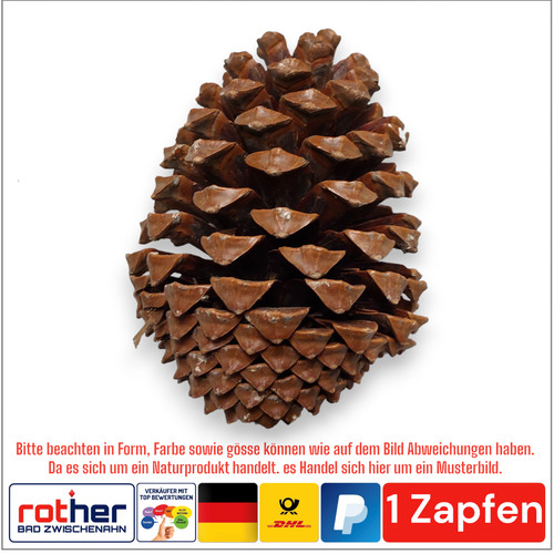 Tannenzapfen pinus maritima - 1x,