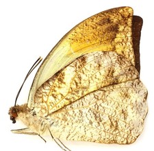 HEBOMOIA GLAUCIPPE SSP. FEMALE FROM PELENG ISL.