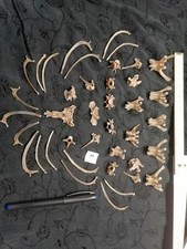 Echte Tier Knochen Hexen