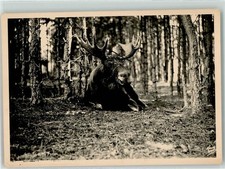 39286677 - Elch Foto Krauskopf