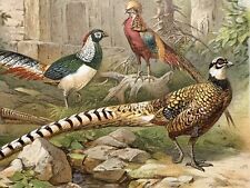 antike Grafik Fauna: Fasanen - alte Chromolithografie um 1905 Pheasants