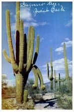 Saguaro Riesen-Kaktus