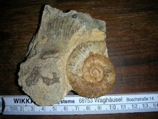 Grammoceras Lias Frankreich