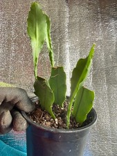 Epiphyllum Blattkaktus
